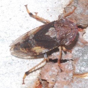 Stenocotis depressa at Towrang, NSW - 16 Dec 2023 04:44 PM