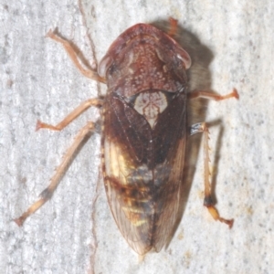 Stenocotis depressa at Towrang, NSW - 16 Dec 2023