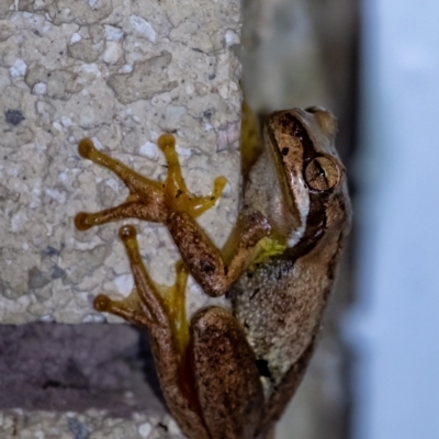 Unidentified Frog at Penrose, NSW - 18 Dec 2023 by Aussiegall