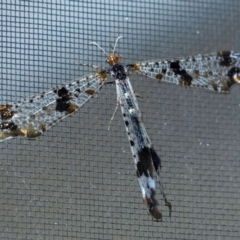 Unidentified Antlion (Myrmeleontidae) at Penrose - 18 Dec 2023 by Aussiegall