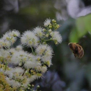 Xylocopa sp. at Wellington Point, QLD - suppressed