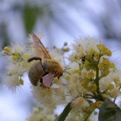 Xylocopa sp. at Wellington Point, QLD - suppressed