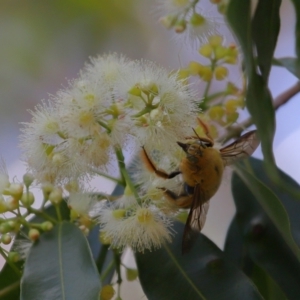 Xylocopa sp. at Wellington Point, QLD - suppressed