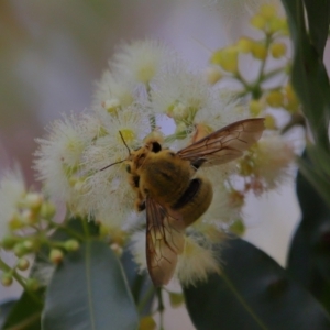 Xylocopa sp. at Wellington Point, QLD - suppressed