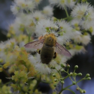 Xylocopa sp. at Wellington Point, QLD - suppressed