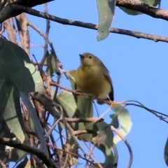 Gerygone olivacea (White-throated Gerygone) at Wodonga - 17 Dec 2023 by KylieWaldon