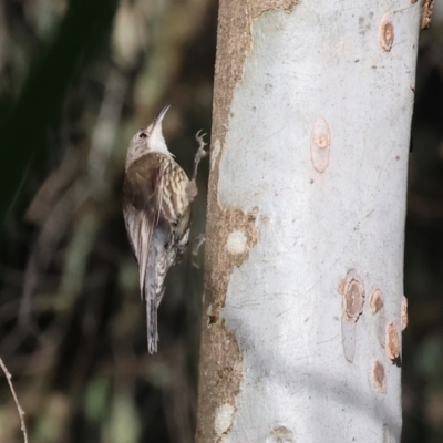 Cormobates leucophaea (White-throated Treecreeper) at Wodonga Regional Park - 17 Dec 2023 by KylieWaldon