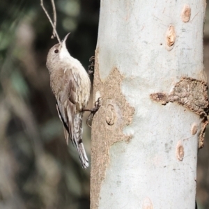 Cormobates leucophaea at Wodonga - 18 Dec 2023 07:00 AM
