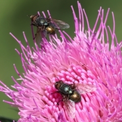 Unidentified Blow fly (Calliphoridae) at Wodonga - 17 Dec 2023 by KylieWaldon