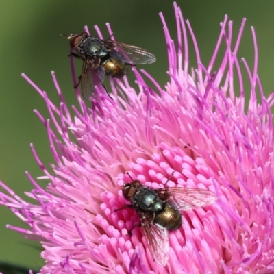 Unidentified Blow fly (Calliphoridae) at Wodonga - 18 Dec 2023 by KylieWaldon