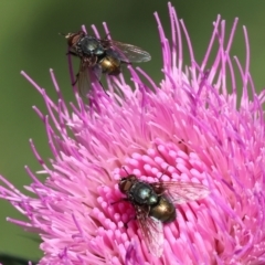 Unidentified Blow fly (Calliphoridae) at Wodonga Regional Park - 17 Dec 2023 by KylieWaldon