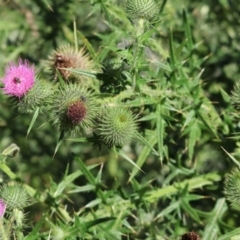 Cirsium vulgare (Spear Thistle) at Wodonga - 17 Dec 2023 by KylieWaldon