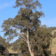 Eucalyptus sp. (A Gum Tree) at Wodonga - 18 Dec 2023 by KylieWaldon