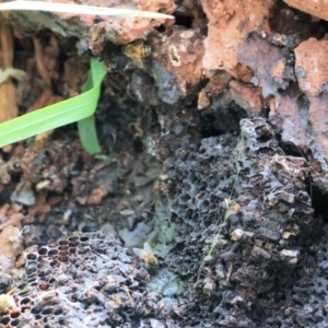 Apis mellifera at Monitoring Site 136 - Riparian - 18 Dec 2023