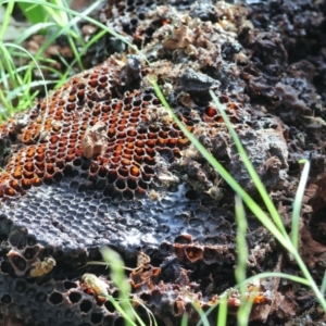 Apis mellifera at Monitoring Site 136 - Riparian - 18 Dec 2023