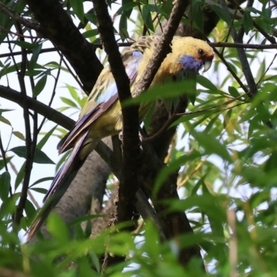 Platycercus elegans flaveolus (Yellow Rosella) at Killara, VIC - 18 Dec 2023 by KylieWaldon