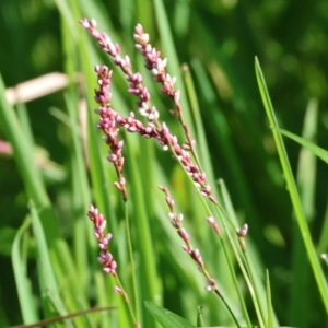 Persicaria lapathifolia at Wodonga - 18 Dec 2023 07:12 AM