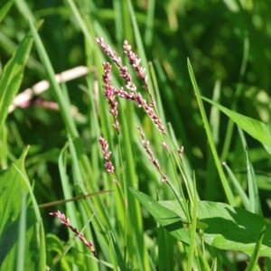 Persicaria lapathifolia at Wodonga - 18 Dec 2023 07:12 AM