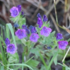 Echium plantagineum (Paterson's Curse) at Wodonga - 17 Dec 2023 by KylieWaldon