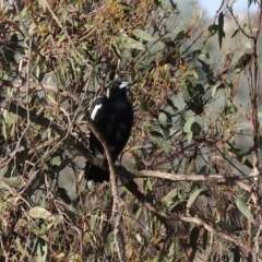 Gymnorhina tibicen (Australian Magpie) at Wodonga Regional Park - 17 Dec 2023 by KylieWaldon