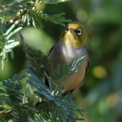 Zosterops lateralis (Silvereye) at Wodonga - 18 Dec 2023 by KylieWaldon