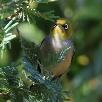 Zosterops lateralis (Silvereye) at Wodonga Regional Park - 18 Dec 2023 by KylieWaldon