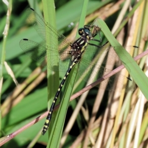 Eusynthemis virgula at Wodonga - 18 Dec 2023 08:00 AM