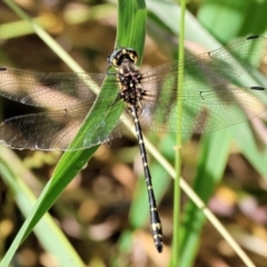 Eusynthemis virgula (Golden Tigertail) at Wodonga - 17 Dec 2023 by KylieWaldon