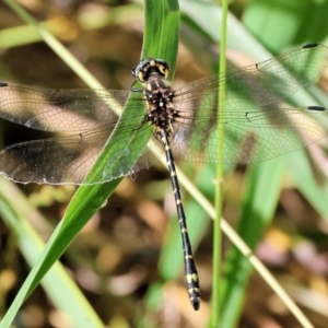 Eusynthemis virgula at Wodonga - 18 Dec 2023