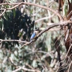 Todiramphus sanctus (Sacred Kingfisher) at Wodonga Regional Park - 17 Dec 2023 by KylieWaldon