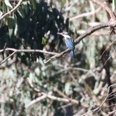 Todiramphus sanctus at Bandiana, VIC - 18 Dec 2023