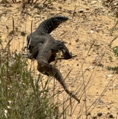 Varanus rosenbergi (Heath or Rosenberg's Monitor) at Burra, NSW - 18 Dec 2023 by Safarigirl