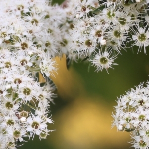 Kunzea ericoides at Wodonga - 18 Dec 2023 06:15 AM