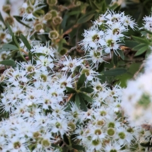 Kunzea ericoides at Wodonga - 18 Dec 2023 06:15 AM