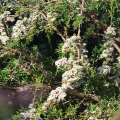 Kunzea ericoides at Wodonga - 18 Dec 2023 06:15 AM