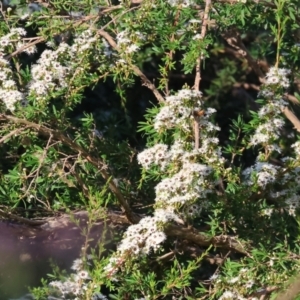 Kunzea ericoides at Wodonga - 18 Dec 2023