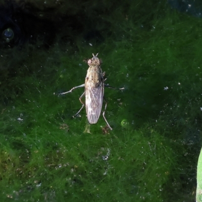 Unidentified True fly (Diptera) at Wodonga Regional Park - 17 Dec 2023 by KylieWaldon
