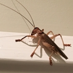 Gryllacrididae (family) (Unidentified Raspy Cricket) at Lower Borough, NSW - 18 Dec 2023 by mcleana