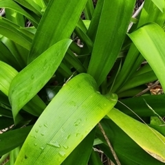 Agapanthus praecox subsp. orientalis at Cuttagee, NSW - 19 Dec 2023