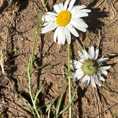 Brachyscome dentata (Lobe-Seed Daisy) at Majura, ACT - 19 Dec 2023 by jackfrench