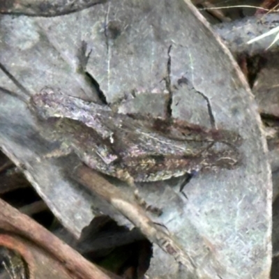 Phaulacridium vittatum (Wingless Grasshopper) at Cook, ACT - 18 Dec 2023 by lbradley