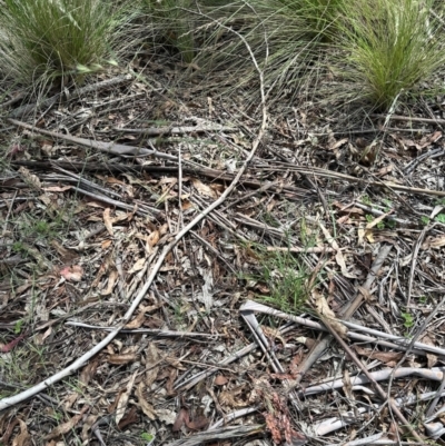 Themeda triandra (Kangaroo Grass) at Tidbinbilla Nature Reserve - 12 Dec 2023 by lbradley