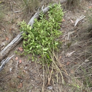 Ligustrum lucidum at Cook, ACT - 19 Dec 2023