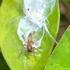 Cheiracanthium gracile (Slender sac spider) at Aranda Bushland - 19 Dec 2023 by lbradley