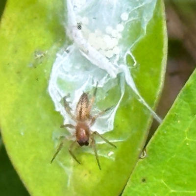 Cheiracanthium gracile (Slender sac spider) at Cook, ACT - 19 Dec 2023 by lbradley