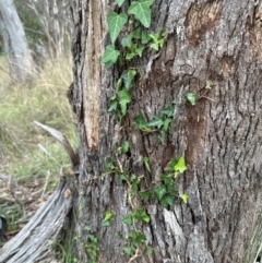 Hedera sp. (helix or hibernica) at Aranda Bushland - 19 Dec 2023 10:46 AM