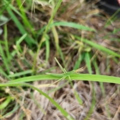 Acrida conica (Giant green slantface) at Budjan Galindji (Franklin Grassland) Reserve - 18 Dec 2023 by theaoloughlin