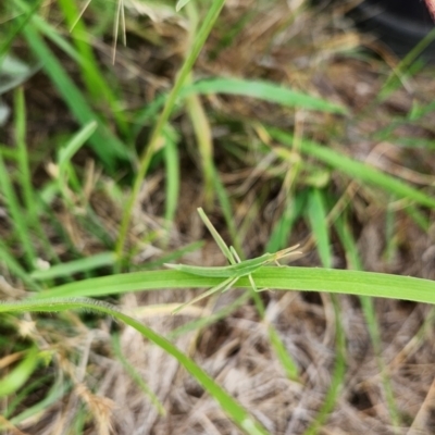 Acrida conica (Giant green slantface) at Budjan Galindji (Franklin Grassland) Reserve - 18 Dec 2023 by theaoloughlin