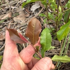 Photinia serratifolia (Chinese Photinia) at Cook, ACT - 19 Dec 2023 by lbradley