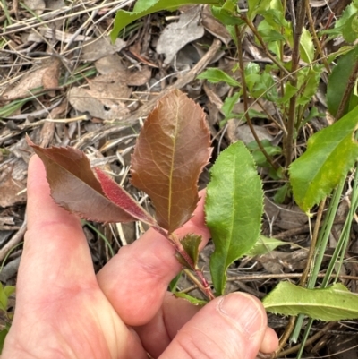 Photinia serratifolia (Chinese Photinia) at Cook, ACT - 19 Dec 2023 by lbradley